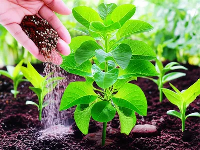 Illustration fortifications - Image 1