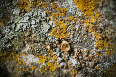 Illustration lichens