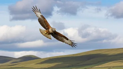 Illustration gliders - Image 1