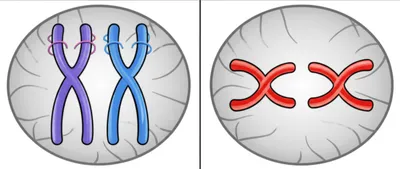 Illustration disjunction - Image 1