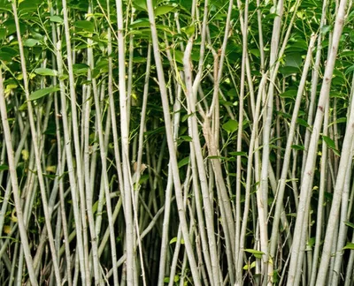 Illustration copse - Image 1