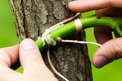 Illustration imped - Image 1