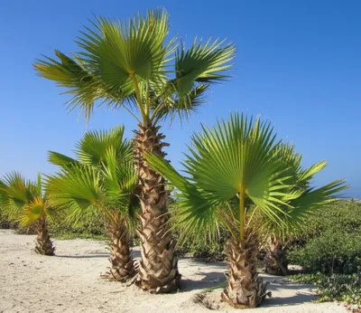 Illustration palmettos - Image 1