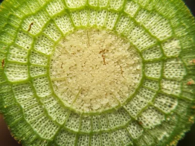 Illustration pith - Image 1