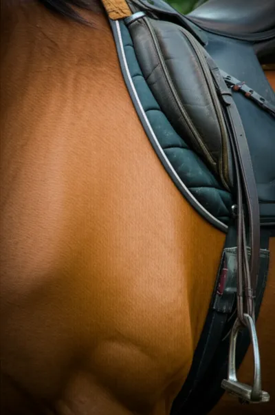 Illustration fillet - Image 1