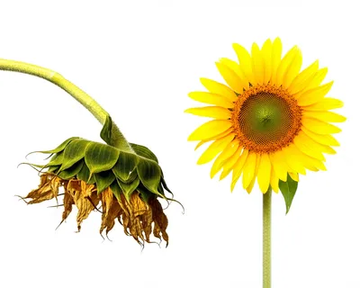 Illustration wry - Image 1