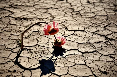 Illustration attempted - Image 1