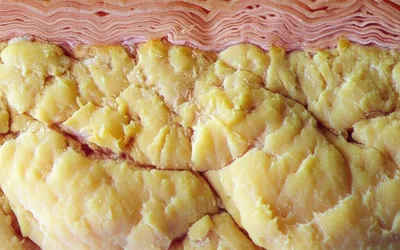 Illustration blubber - Image 1