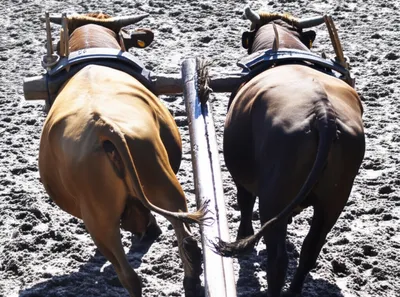 Illustration hauled - Image 1