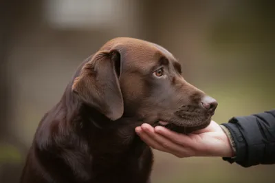 Illustration smooths - Image 1