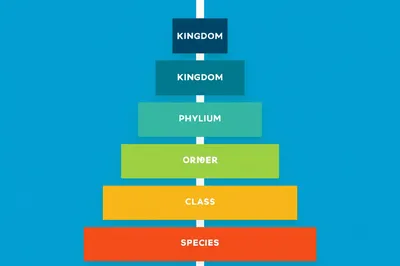 Illustration rank - Image 1