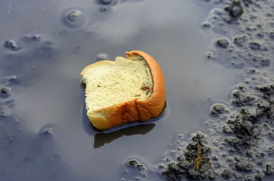 Illustration sop - Image 1