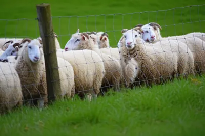 Illustration interbreeding