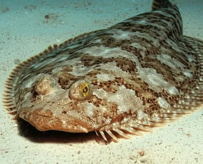 Illustration flathead - Image 1