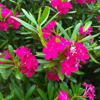 Illustration oleander