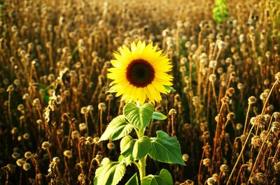 Hình ảnh minh họa prevails - Ảnh 1