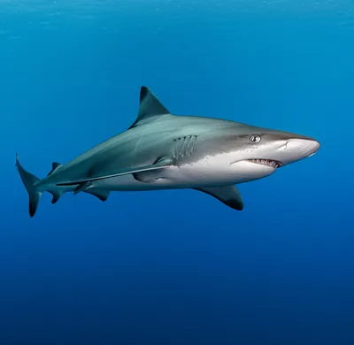 Illustration tope - Image 1