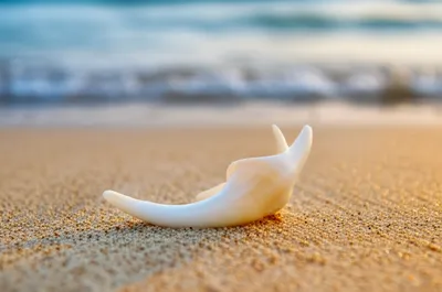 Illustration tusks - Image 1