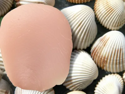 Illustration scallops - Image 1