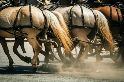 Illustration nears - Image 1