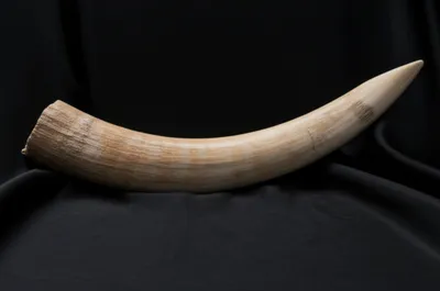 Illustration ivory - Image 1