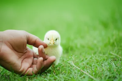 Illustration chuck - Image 1