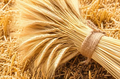 Illustration sheaf - Image 1