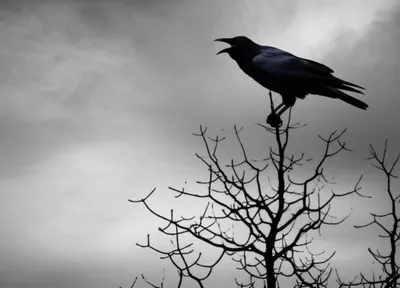 Illustration caws - Image 1