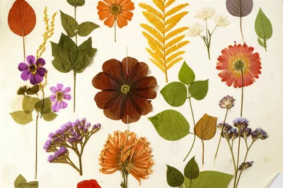 Illustration herbarium - Image 1