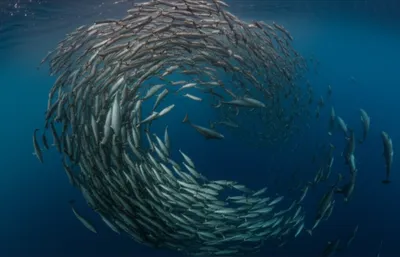 Illustration skull - Image 1