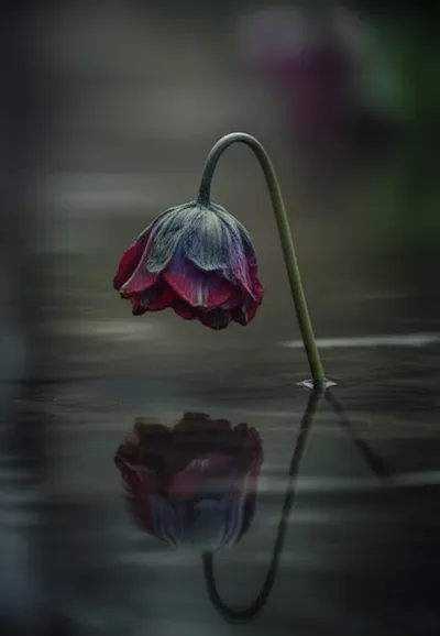 Illustration sunken - Image 1