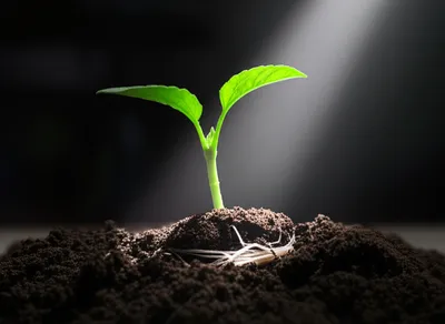 Illustration dedicating - Image 1