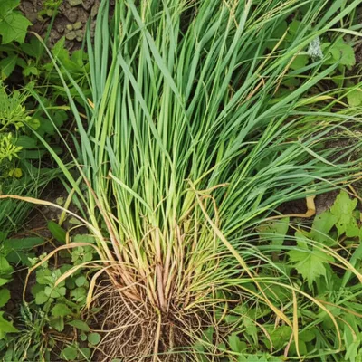 Illustration couch - Image 1