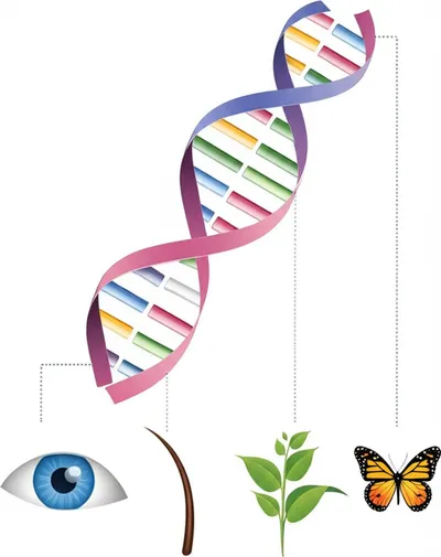 Illustration genotypes - Image 1