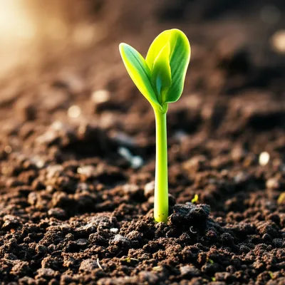 Illustration cock - Image 1