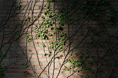 Illustration creeping - Image 1