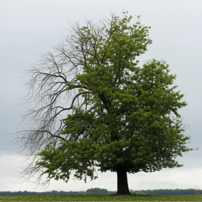 Illustration cadence - Image 1