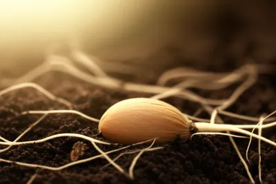 Illustration unborn - Image 1