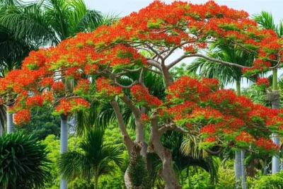 Illustration quassia - Image 1