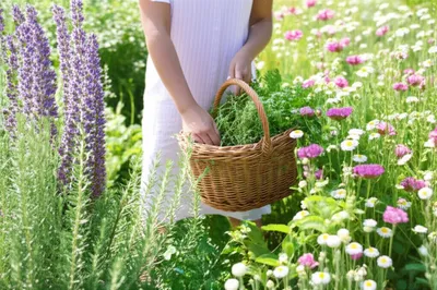 Illustration herbalist