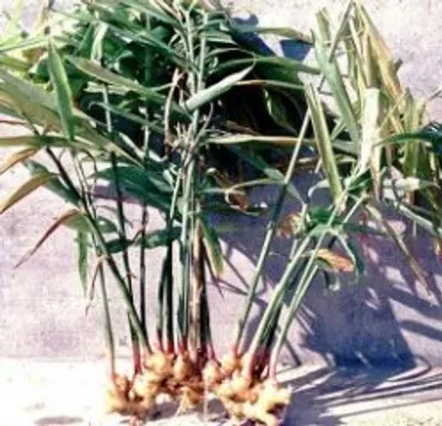 Illustration ginger - Image 3