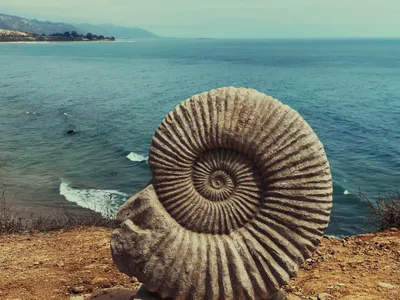 Illustration ammonite - Image 1