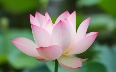 Illustration snappers - Image 1