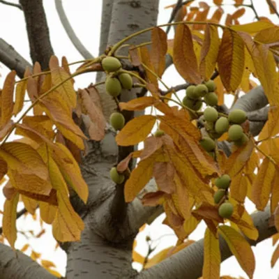 Illustration butternut