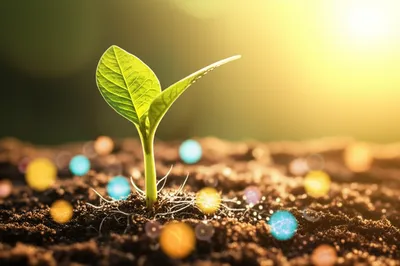 Illustration nutriments - Image 1