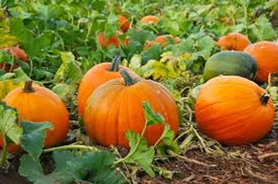 Illustration pumpkin - Image 2