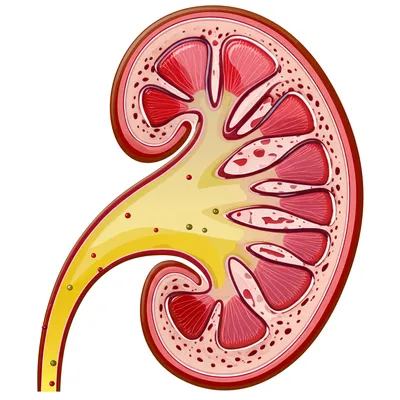 Illustration kidney - Image 1