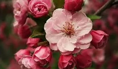 Illustration blossom - Image 2