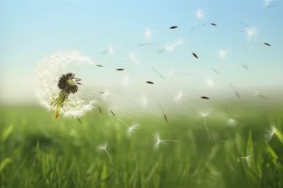 Illustration thinness