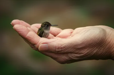 Illustration gentlest - Image 1